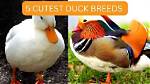 Adorable Monikers for Ducks: Discover the Cutest Names