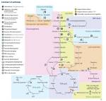 All Biochemical Pathways Share a Common Thread