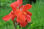 Are Canna Lilies Poisonous? |