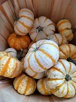 Can You Eat Tiger Striped Pumpkins?