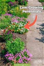 Discover Enchanting Perennials Commencing with C