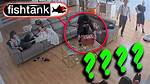 Discover the Secrets of "Fish Tank Sylvia"