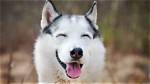 Discovering the Charm of the Husky Smile