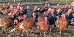 Discovering the Charm of Turkey Farms in New Hampshire