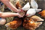 Do You Need to Feed Chickens If You Let Them out Stardew?