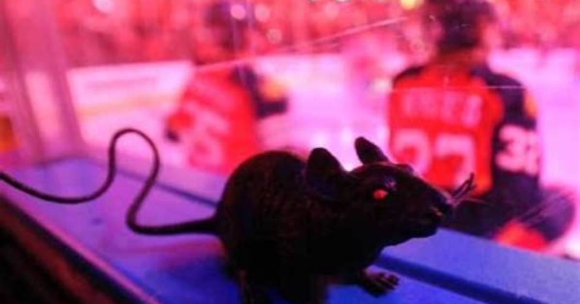 Florida Panthers Fans Have Been Throwing Rats on the Ice for Decades Now