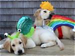Hilarious Dog Costumes with Cones: Canine Cone-Fusion Fun