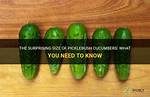 How Big Do Picklebush Cucumbers Get? |