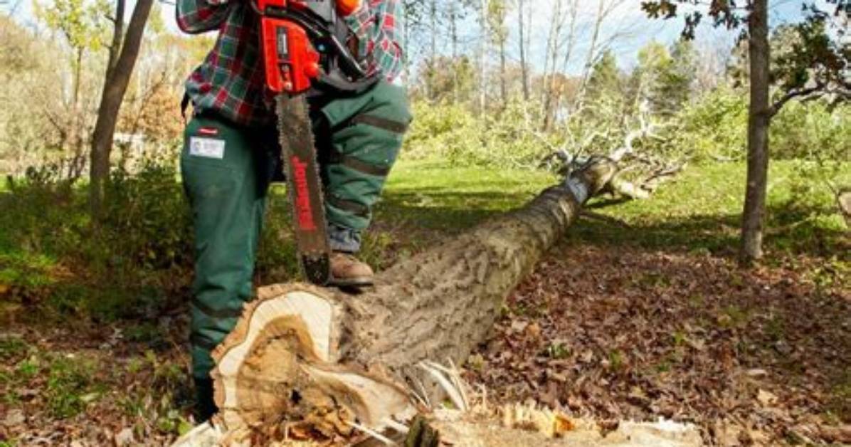 How to Cut Trees - Zeldatears of the Kingdom Wiki Guide |