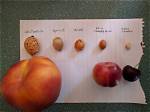 Is a Plum a Big Cherry? |