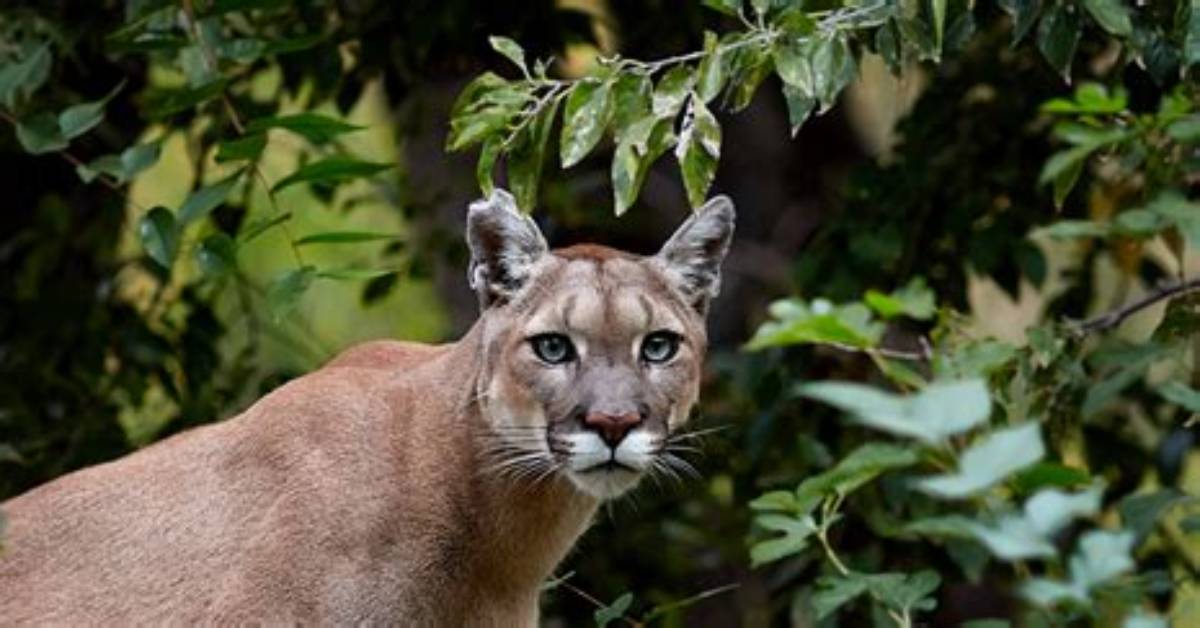 Park Ranger Saves Coworker from Mountain Lion