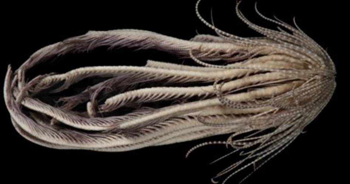 Scientists Found a New Sea Creature with 20 'Arms' and Named It After a Strawberry