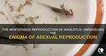 The Axolotl Enigma: Unraveling the Mysteries of Nature's Most Fascinating Creature