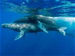 The Enchanting Ritual of Humpback Whale Courtship