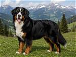 The Ultimate Guide for Berner Sennenhund Owners
