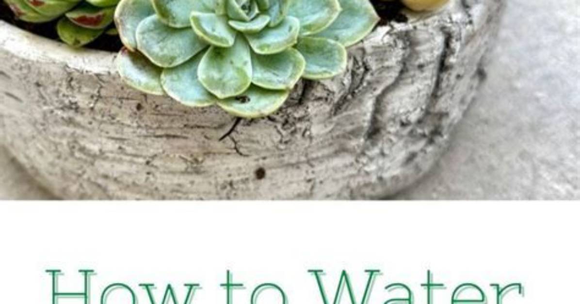 The Ultimate Guide to the Thriving Succulents Empire