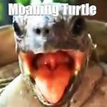 Turtle Moaning Meme: the Unexpected Viral Sensation