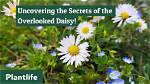 Uncover the Secrets of Daisy Drew's Exclusive Realm on Onlyfans