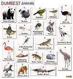 Unraveling the Intelligence of the So-Called "Dumbest" Animals
