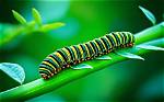 Unraveling the Mysteries of Green Caterpillar Meaning