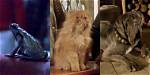Unraveling the Mystery of Daniel Harry Potter Age