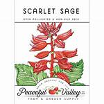 Unveil the Secrets of Scarlet Sage Age: Longevity and Beyond