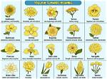 Unveiling the Meaning of Yellow Flowers in September: Symbolism and Significance