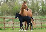 What Is a Young Female Horse Called? Discover the Fascinating World of Equine Terminology