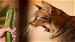 Why Are Cats Scared of Cucumbers? Understanding the Feline Fear